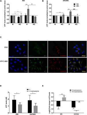 Cysteine Boosts Fitness Under Hypoxia-Mimicked Conditions in Ovarian Cancer by Metabolic Reprogramming